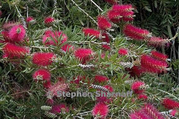 callistemon speciosus 2 graphic